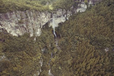 High angle view of trees on riverbank