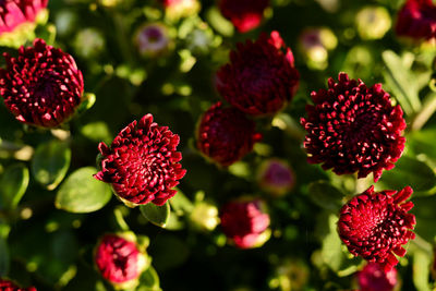 Close-up of red flowering plant