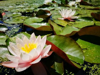 Close-up of lotus water lily in pond