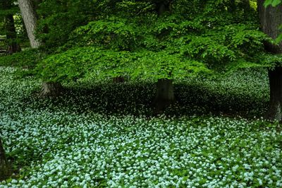 Plants growing on field