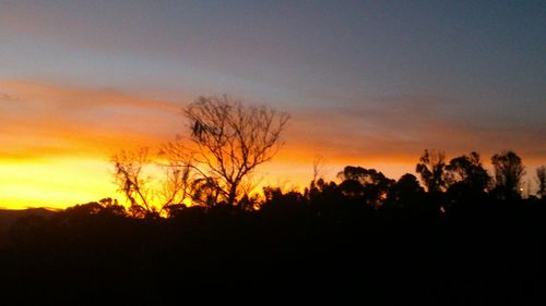 Silhouette trees against sky during sunset