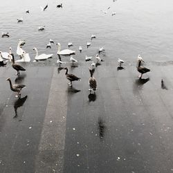 High angle view of swans swimming in lake