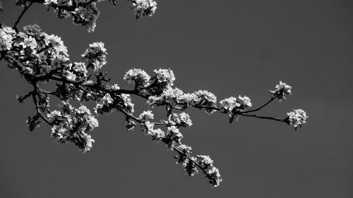 Low angle view of cherry blossoms in spring