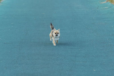 High angle view of dog running on green leaf