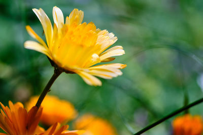 Close-up of orange flower against blurred background