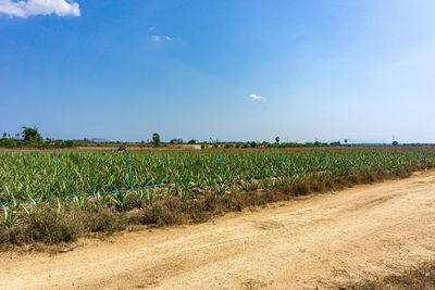 Scenic view of agricultural field against blue sky