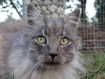 Close-up portrait of a cat