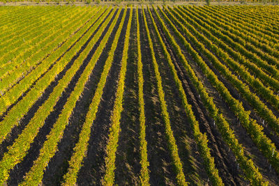 Top view of a vineyard at autumn. aerial drone shot