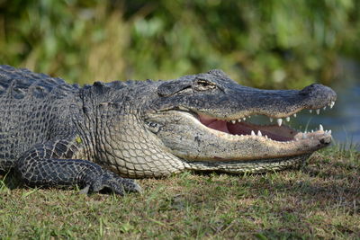 Close-up of crocodile on shore