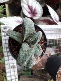 Close-up of succulent plant