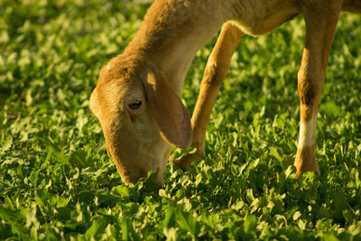 Sheep grazing in a field