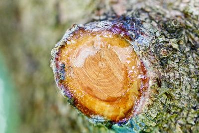 Close-up of shell on tree trunk