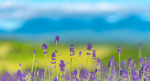 Close-up of purple flowering plants on field