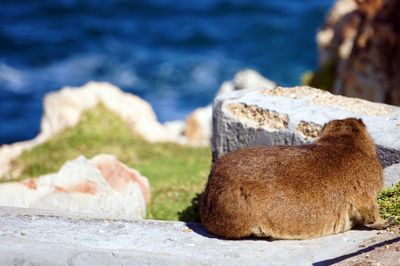 Close-up of sheep on rock