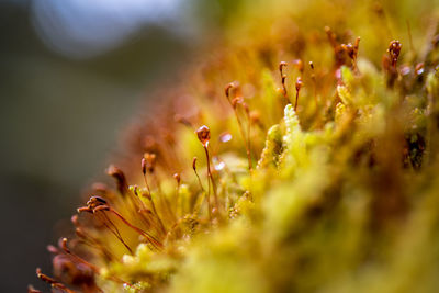 Close-up of yellow flowering plant