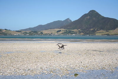 Birds flying over beach against clear blue sky