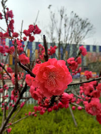 Close-up of pink flowers blooming outdoors