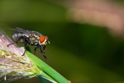 Close-up of fly on leaf