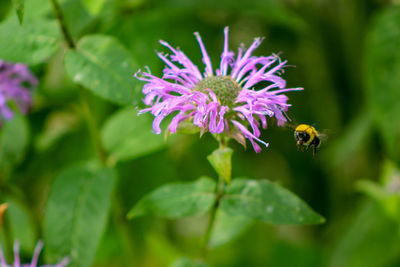 Close-up of bee pollinating on purple flower