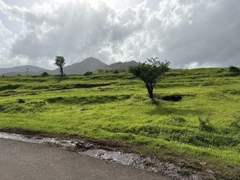 landscape