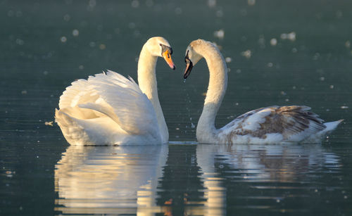 Swans swimming in lake