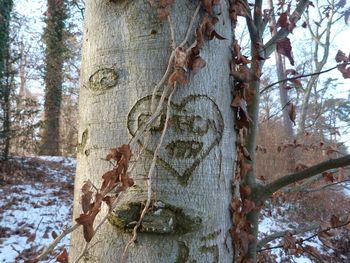 Close-up of tree trunk in winter