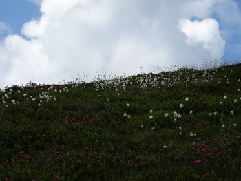 Scenic view of grassy field against sky