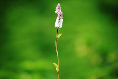 Close-up of flowering plant