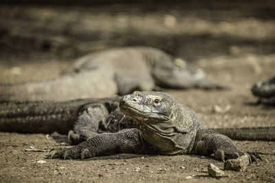 Close-up of lizard