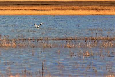 Birds flying over lake against sky during sunset