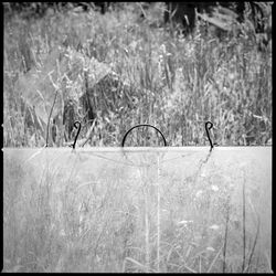 Plants growing on field