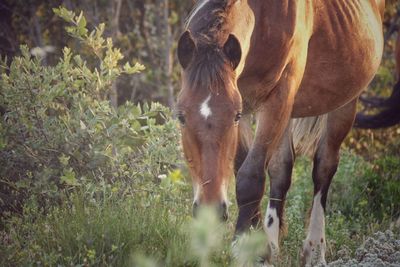 Horses grazing on field