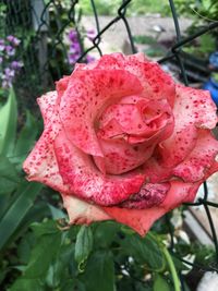 Close-up of pink rose blooming in garden