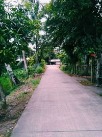 Footpath amidst trees in city