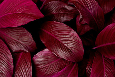 Full frame shot of red leaves