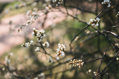 Close-up of cherry blossoms in spring