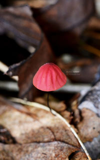 Close-up of mushroom growing on plant