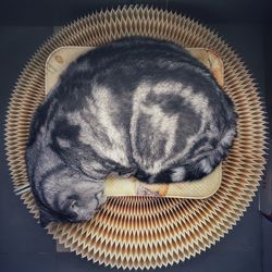 High angle view of cat sleeping in basket
