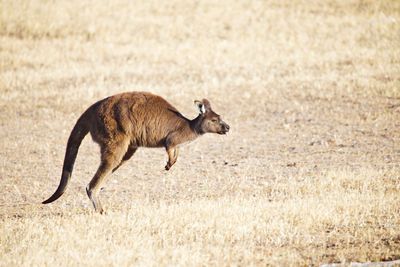 Side view of a kangaroo jumping on field