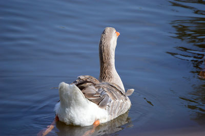 Birds swimming in lake