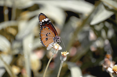 Close-up of butterfly pollinating on flower