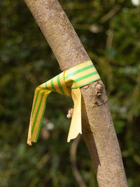 Close-up of a lizard on tree