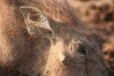 Close-up of wild animal