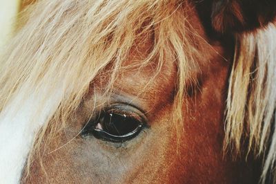 Close-up portrait of horse eye