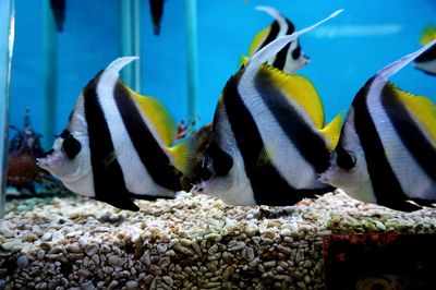 Close-up of fish swimming in sea