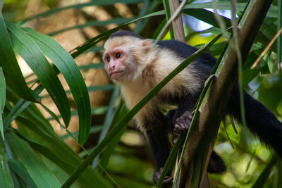 Monkey sitting on tree branch