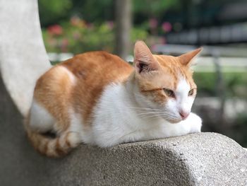 Close-up of a cat resting on retaining wall