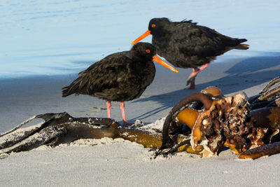 Close-up of birds on beach