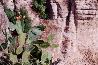 Plants growing on rocks