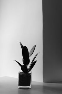 Close-up of potted plant on table against wall at home